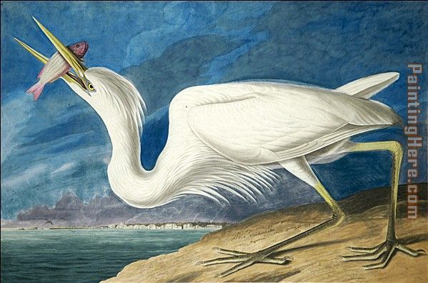 Great White Heron painting - John James Audubon Great White Heron art painting